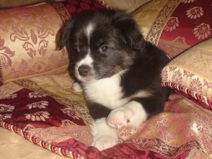 Oh, little Neo. He stole all our hearts with his playful antics. Weighs 4 lbs 9 oz. Age: 8 Weeks